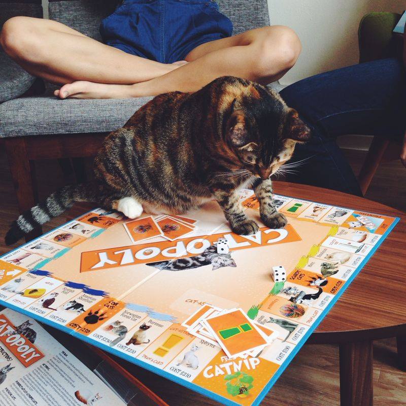 Just a casual catopoly-game with one of the fluffy hosts of the Cafe