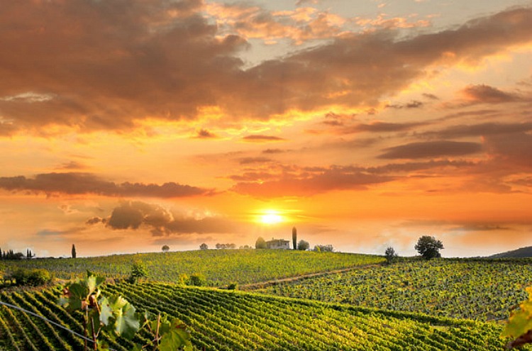 chianti-vineyard-landscape-tuscany
