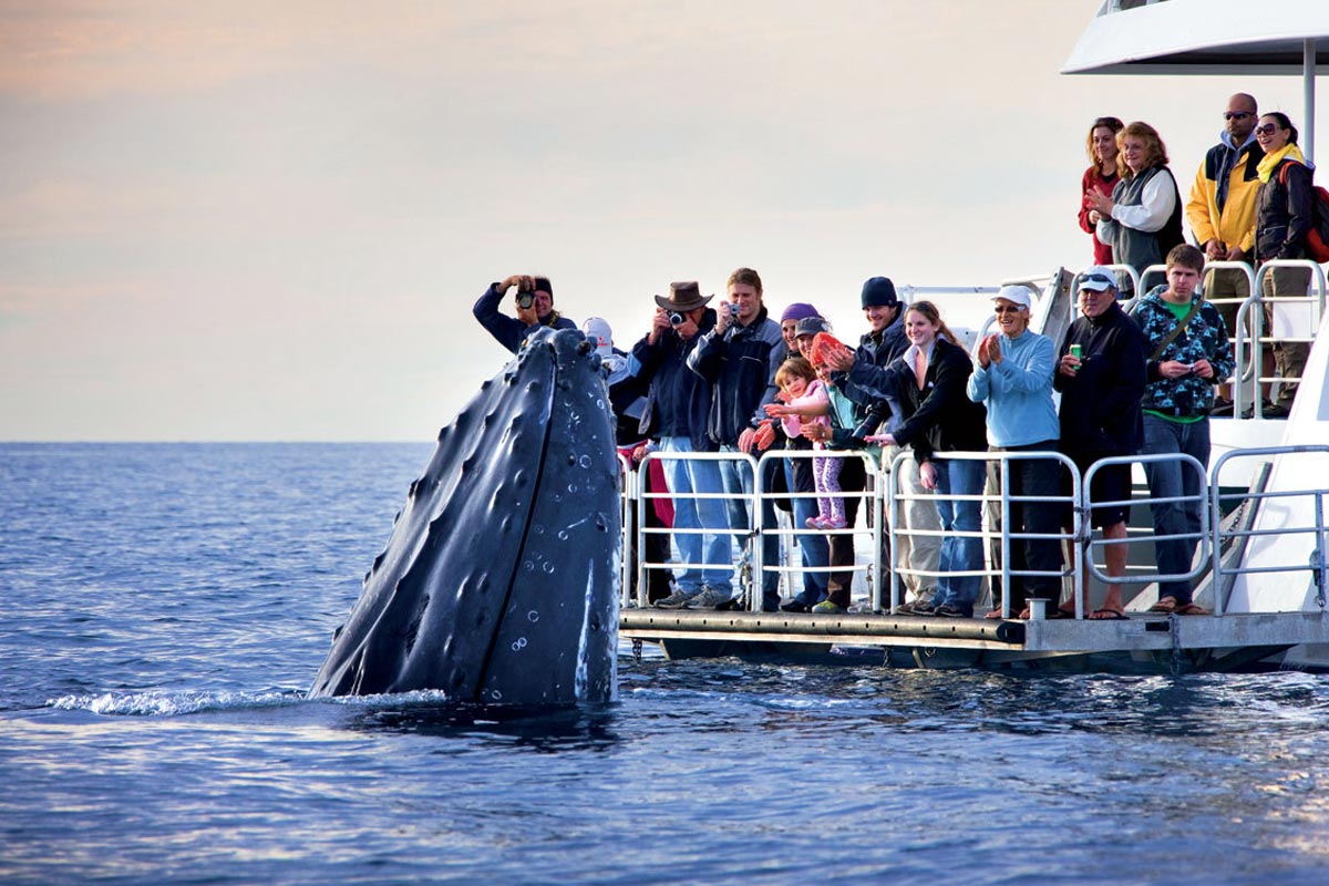 Whale Watching, a unique experience