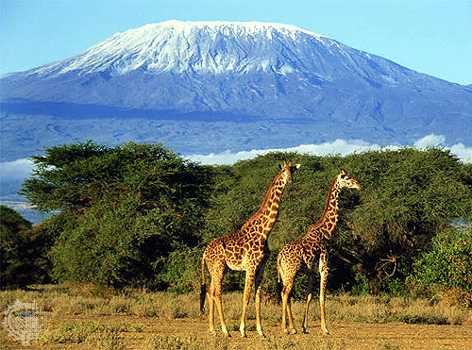 Mount Kilimanjaro, Tanzania, Africa