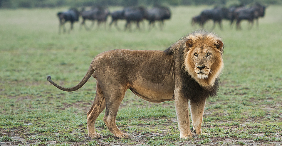 Botswana-Classic-Photo-lion-Grant-Atkinson-