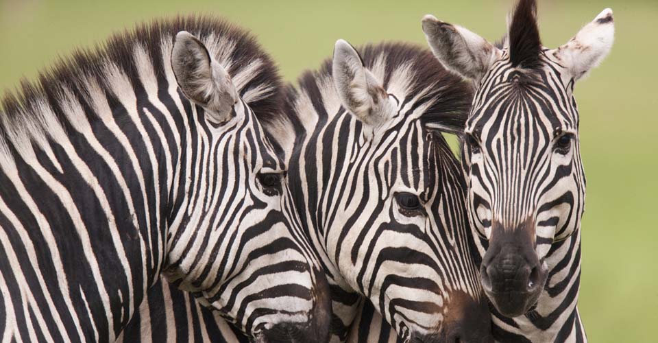 Botswana-Classic-Photo-zebra-poliza