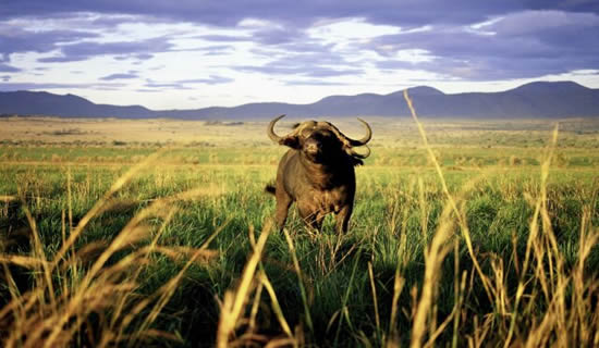 Kidepo-Valley-National-Park-Buffalo-Instinct-Safaris-2013