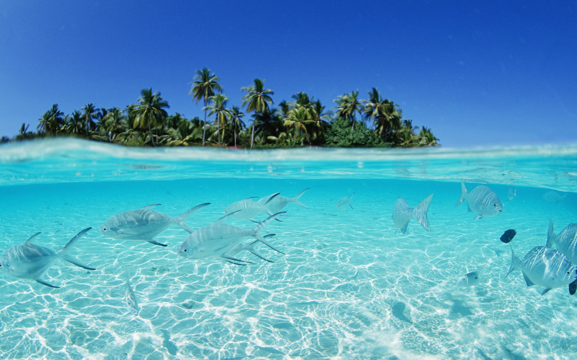 The Reef in the Maldives