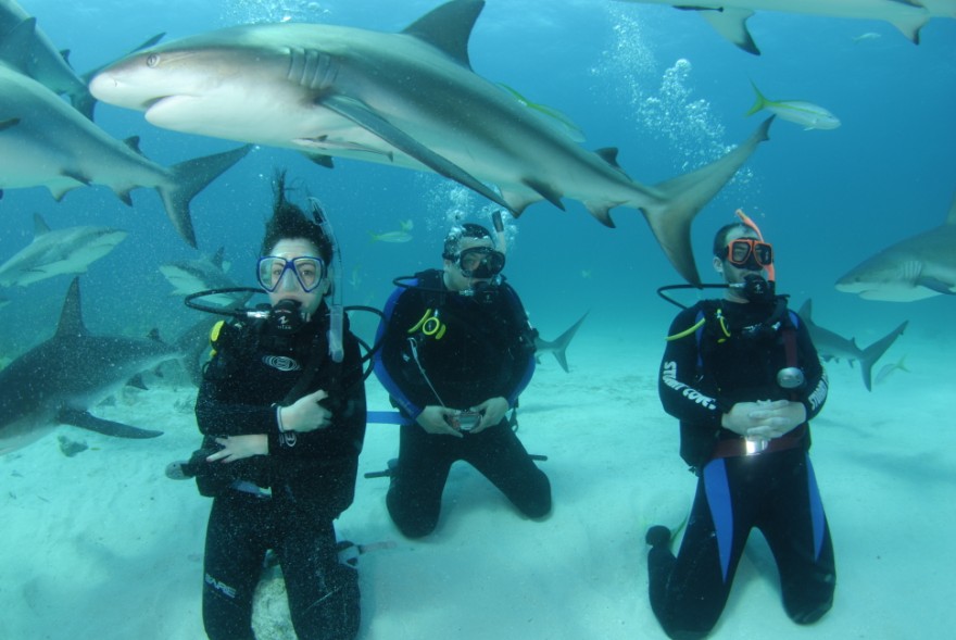 Shark Diving outside the cage in the Bahamas (www.sharkschool.com)