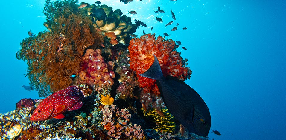 Underwater Photography Gallery: Liveaboard Dive Trip to Komodo N