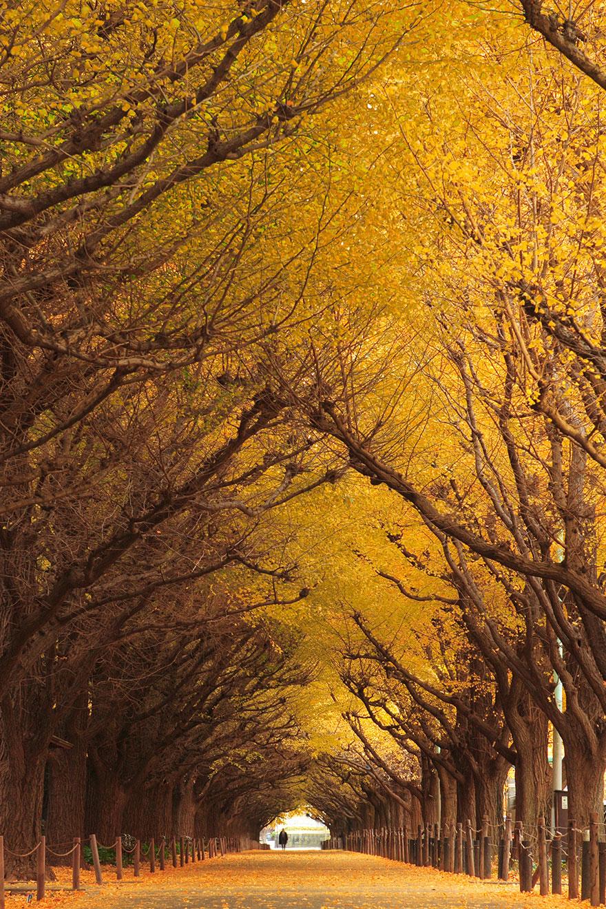 Gingko Tree Tunnel, Japan