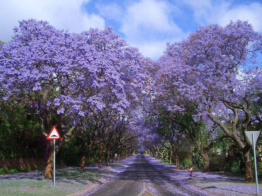 Jacarandas Walk, South Africa