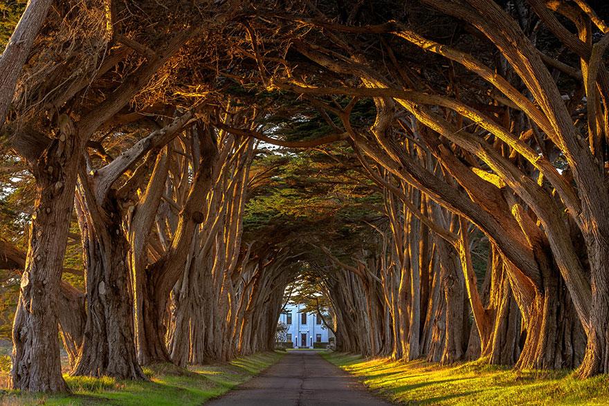 Cypress Tree Tunnel at the Historic Marconi Wireless Station, California, U.S.