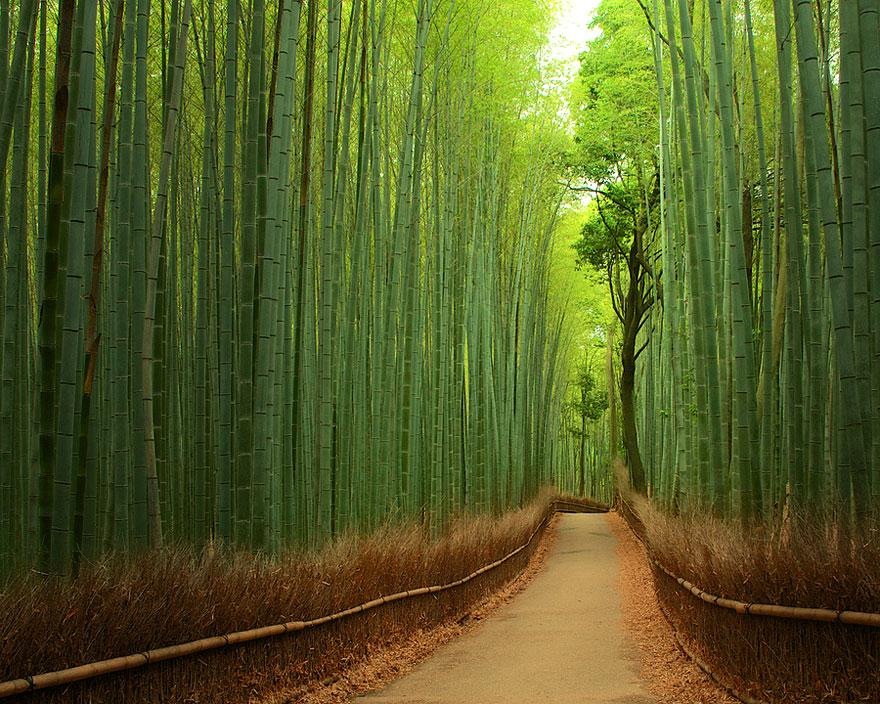 Bamboo Path, Kyoto, japan
