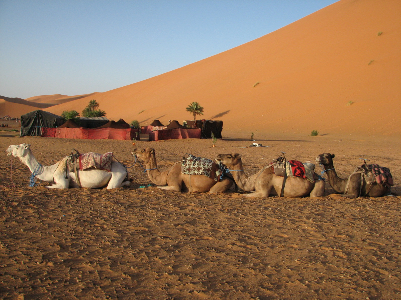 sahara desert 3