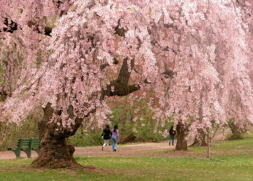 Japan’s top cherry blossom spots