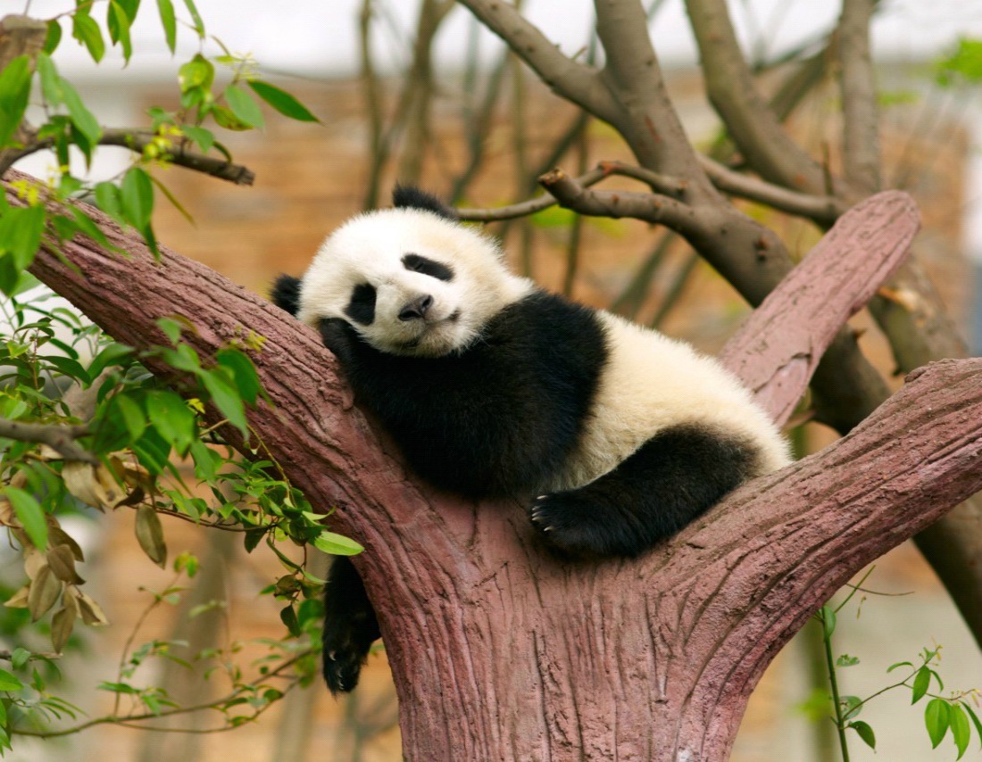 Where to see giant pandas