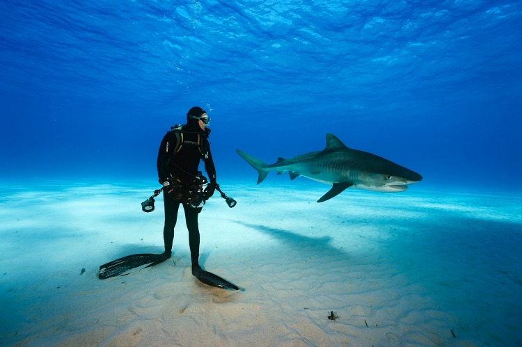 I siti migliori per le shark-dive