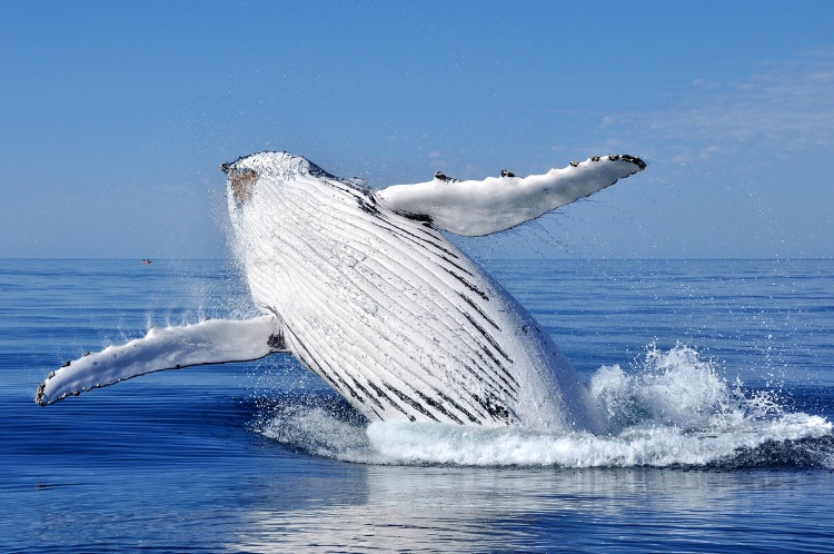 Samanà, la penisola delle balene