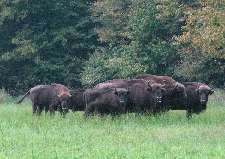Bialowieza, la foresta del bisonte europeo