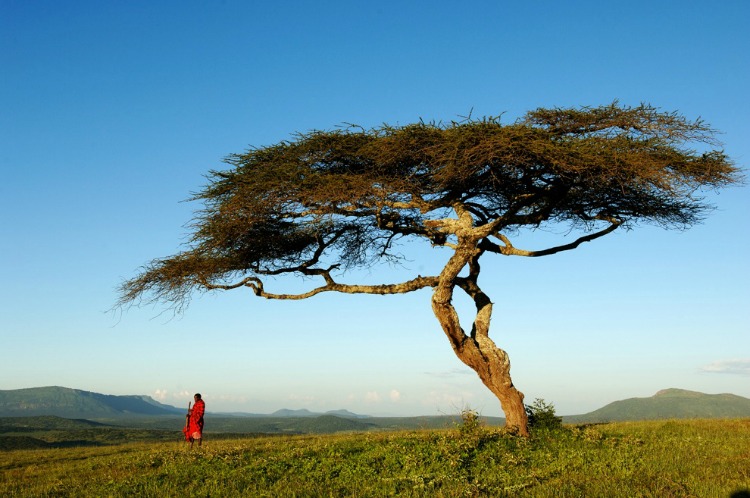 Piaya Maasai - Masai, the tribe of the savannah
