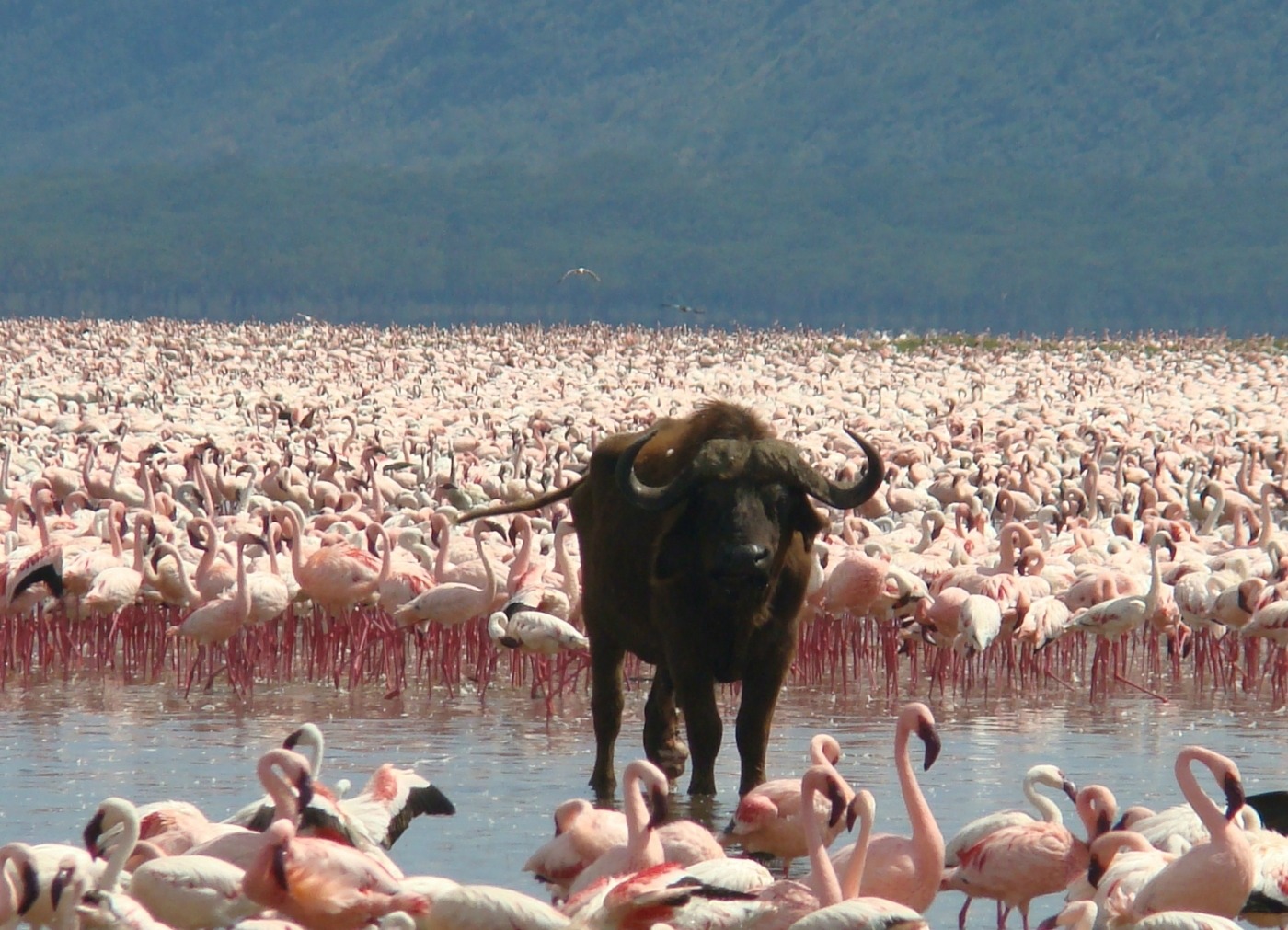 Lake-Nakuru 2a