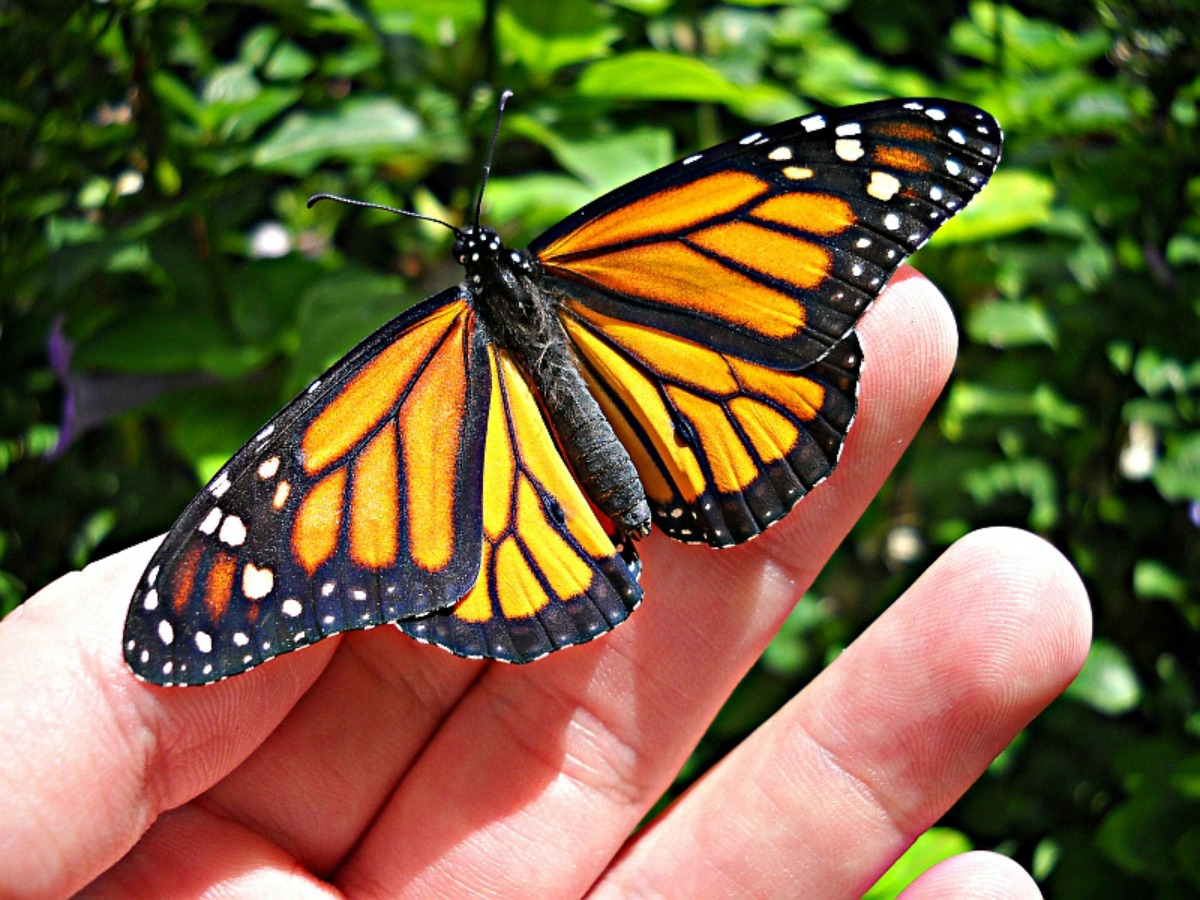 La Riserva della Biosfera delle farfalle monarca