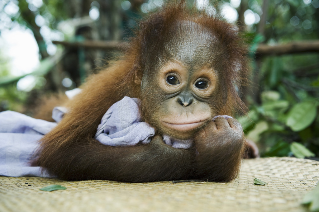 Places to see orangutans in Borneo